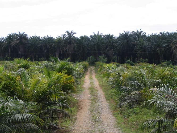golfito-05-field-of-trees