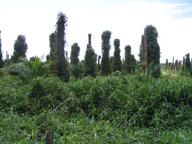 golfito-12-dead-palms