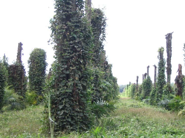 golfito-13-dead-palms