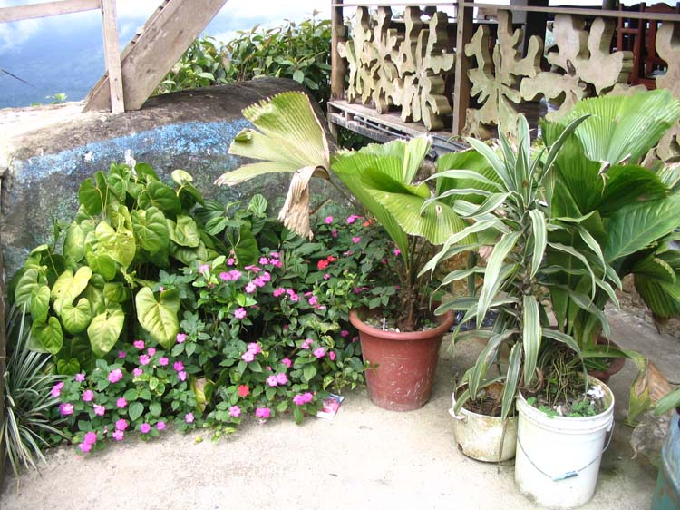 golfito-20-more-plants