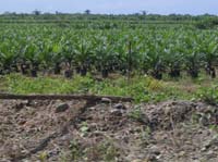 golfito-04-pineapple