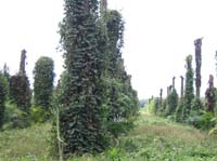 golfito-13-dead-palms