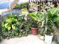 golfito-20-more-plants