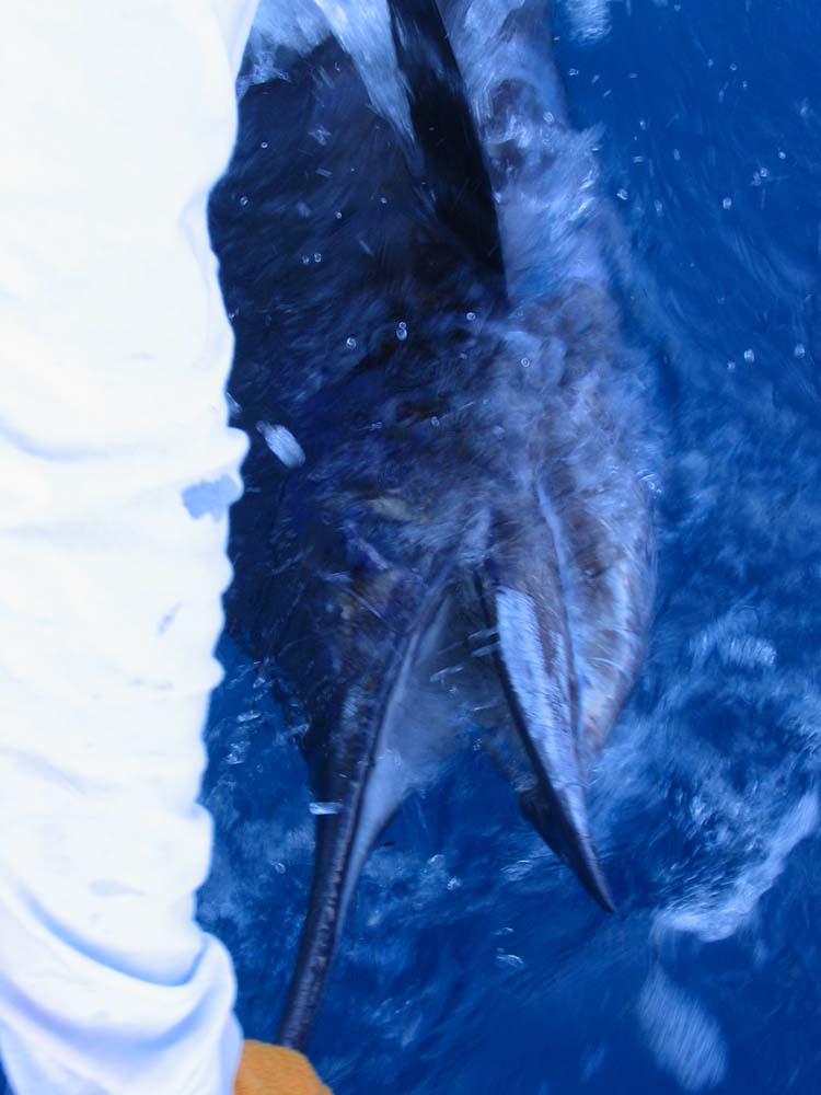 quepos-53-sail-in-water