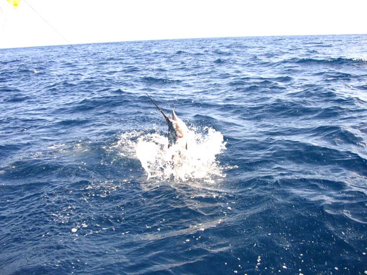 quepos-61-jumping-sail