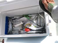 bait for sailfish