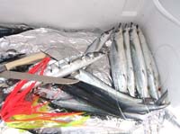 quepos-36-rigged-ballyhoo