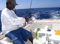 rigging bait for sailfish