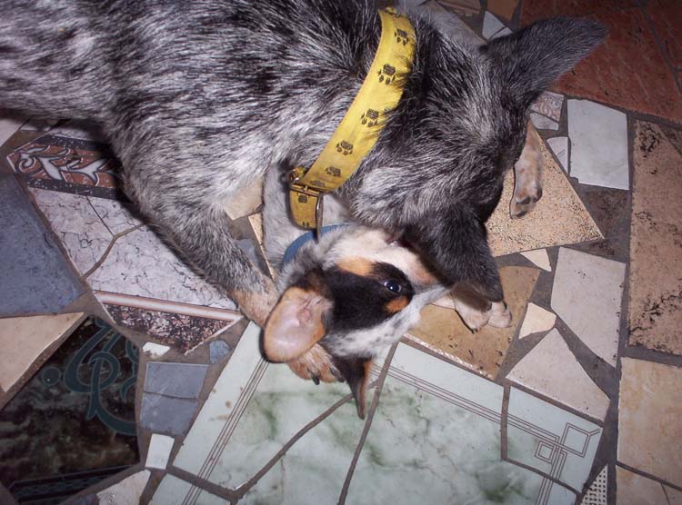 viejo-16-viejo-07-playing-dogs