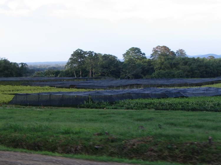 viejo-53-viejo-62-shade-coffee