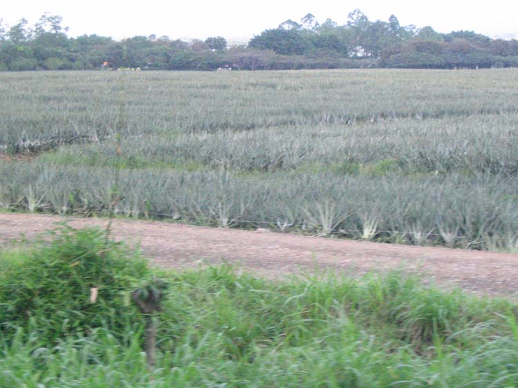 viejo-54-viejo-63-pineapples