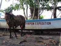 viejo-31-viejo-29-manazillo-horse