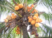 viejo-46-viejo-54-coconuts