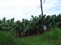 viejo-48-viejo-56-bananas