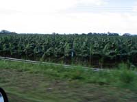 viejo-52-viejo-60-banana