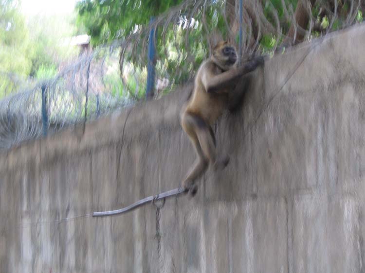 n-san-juan-10-monkey