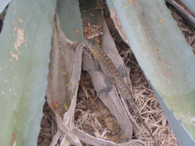 pan-tobago-05-lizard