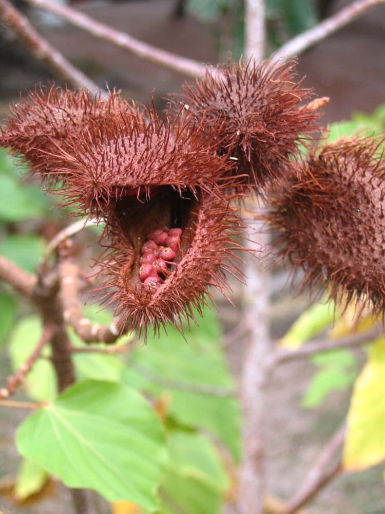 pan-tobago-10-weird-seeds