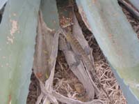 pan-tobago-05-lizard