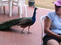 pan-tobago-21-hotel-peacock