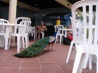 pan-tobago-24-kyle-peacock