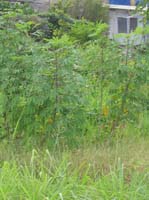 pan-tobago-30-not-real-but-looks-like